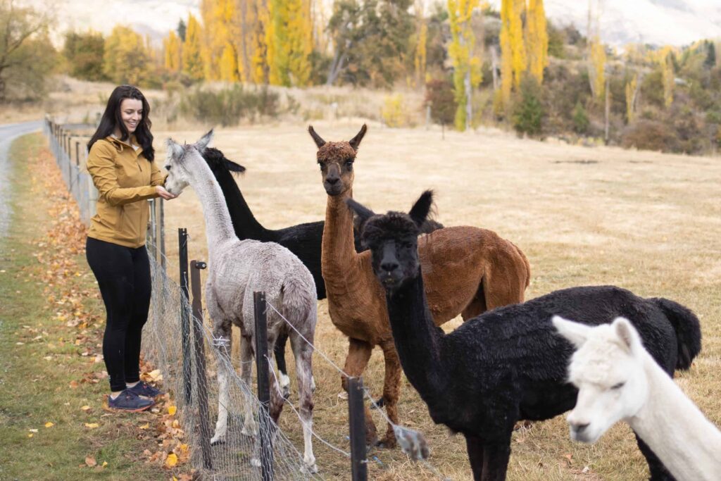 Woman feeding 2 alpacas while 3 other alpacas steer at the camera
